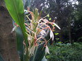 vignette Hedychium spicatum clone 2