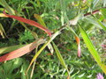 vignette Symphyotrichum novae-angliae (anciennement Aster), feeuillage et tige velus