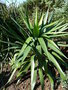 vignette yucca recurvifolia 1