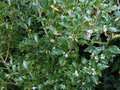 vignette Osmanthus heterophyllus Gulftide qui commence  parfumer au 03 10 13