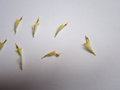 vignette Aster / Symphyotrichum : fleur hermaphrodite  ptales souds formant une corolle