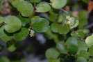 vignette Muehlenbeckia complexa var grandifolia