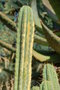 vignette Trichocereus peruvianus f. variegata