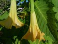 vignette Brugmansia jaune gros plan parfum au 06 10 13
