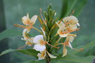 vignette Hedychium 'Jungle yellow'