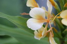 vignette Hedychium 'Jungle yellow'