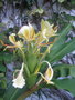 vignette Hedychium maximum CHB06.VI27