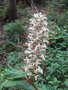 vignette Hedychium gracile