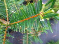 vignette TORREYA taxifolia