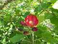 vignette Phymosia umbellata