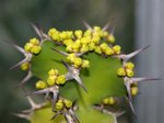 vignette Euphorbia grandicormis