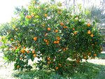 vignette Mandarinier satsuma