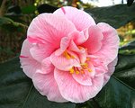 vignette Camélia ' TRICOLOR DE SEIBOLD   Camellia japonica