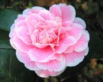 vignette Camélia ' DUCHESSE DECAZES '  Camellia japonica (dans son coloris de base )