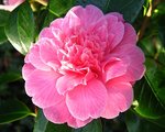 vignette Camélia ' DUCHESSE DECAZES  PINK'  Camellia japonica (mutation rose)
