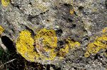 vignette Xanthoria parietina (lichens)