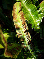 vignette Phyllitis scolopendrium / Scolopendre