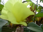 vignette coton fleur