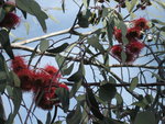 vignette Eucalyptus caesia