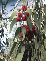 vignette Eucalyptus caesia