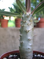 vignette pachypodium rosulatum