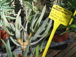 vignette aloe ramosissima ssp. dichotoma