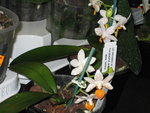vignette phalaenopsis miniature 