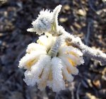 vignette Edgeworthia chrysantha / Thymlaces  / Japon