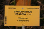 vignette Chimonanthus praecox