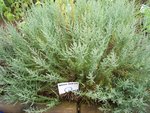 vignette Artemisia herba-alba