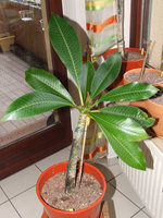 vignette boutture plumeria rubra