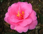 vignette Camélia ' INSPIRATION ' camellia hybride , reticulata x saluenensis