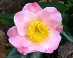 vignette Camélia ' FURO-AN ' camellia japonica