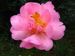 vignette Camélia ' MARY PHOEBE TAYLOR ' camellia hybride williamsii