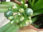 vignette Clivia x cirtanthifolia (fruit)