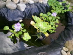 vignette jacinthe d'eau en fleur