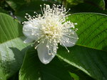 vignette goyave blanche  fleur