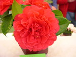 vignette Camellia 'Akaroa Rouge'
