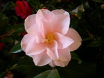 vignette Camellia 'Magnoliaeflora', japonica