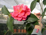 vignette Camellia 'Mandalay Queen', reticulata