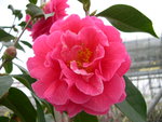 vignette Camellia 'Mandalay Queen', reticulata