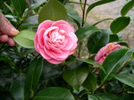 vignette Camellia 'Margaret Davis', japonica