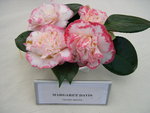 vignette Camellia 'Margaret Davis', japonica