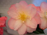 vignette Camellia 'Margaret Ratcliffe', japonica