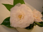 vignette Camellia 'Margarete Hertrich', japonica