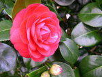 vignette Camellia 'Margherita Coleoni', japonica