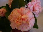 vignette Camellia 'Marguerite Gouillon', japonica