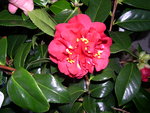 vignette Camellia 'Maroon and Gold', japonica