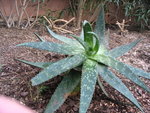 vignette Aloe maculata