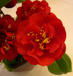 vignette Camellia 'Maroon and Gold', japonica